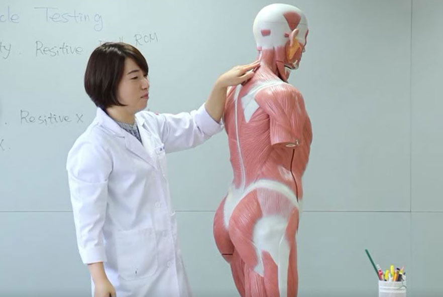 A physiotherapist points out muscles on a medical training model